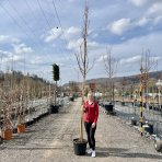 Metasekvoja čínska (Metasequoia glyptostroboides) - výška 350-370 cm, obvod kmeňa 10/12 cm, kont. C30L - NA KMIENKU